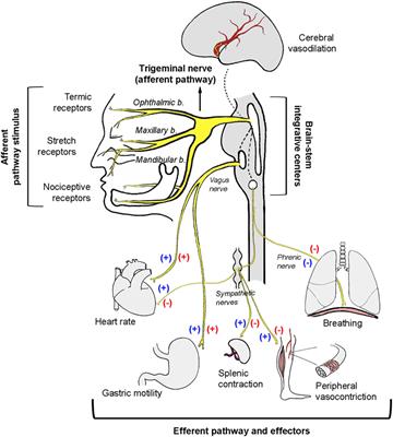 Antagonistic and Synergistic Activation of Cardiovascular Vagal and Sympathetic Motor Outflows in Trigeminal Reflexes